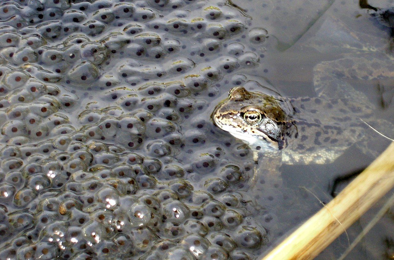 Der Froschlaich wird von der Froschmutter hin und wieder noch beobachtet, aber wenn die Kaulquappen schlüpfen, sind sie als beliebte Delikatesse anderen Seebewohnern hilflos ausgeliefert. Foto: Geri-oc. Creative Commons via wikimedia Der Froschlaich wird von der Froschmutter hin und wieder noch beobachtet, aber wenn die Kaulquappen schlüpfen, sind sie als beliebte Delikatesse anderen Seebewohnern hilflos ausgeliefert. Foto: Geri-oc. Creative Commons via wikimedia
