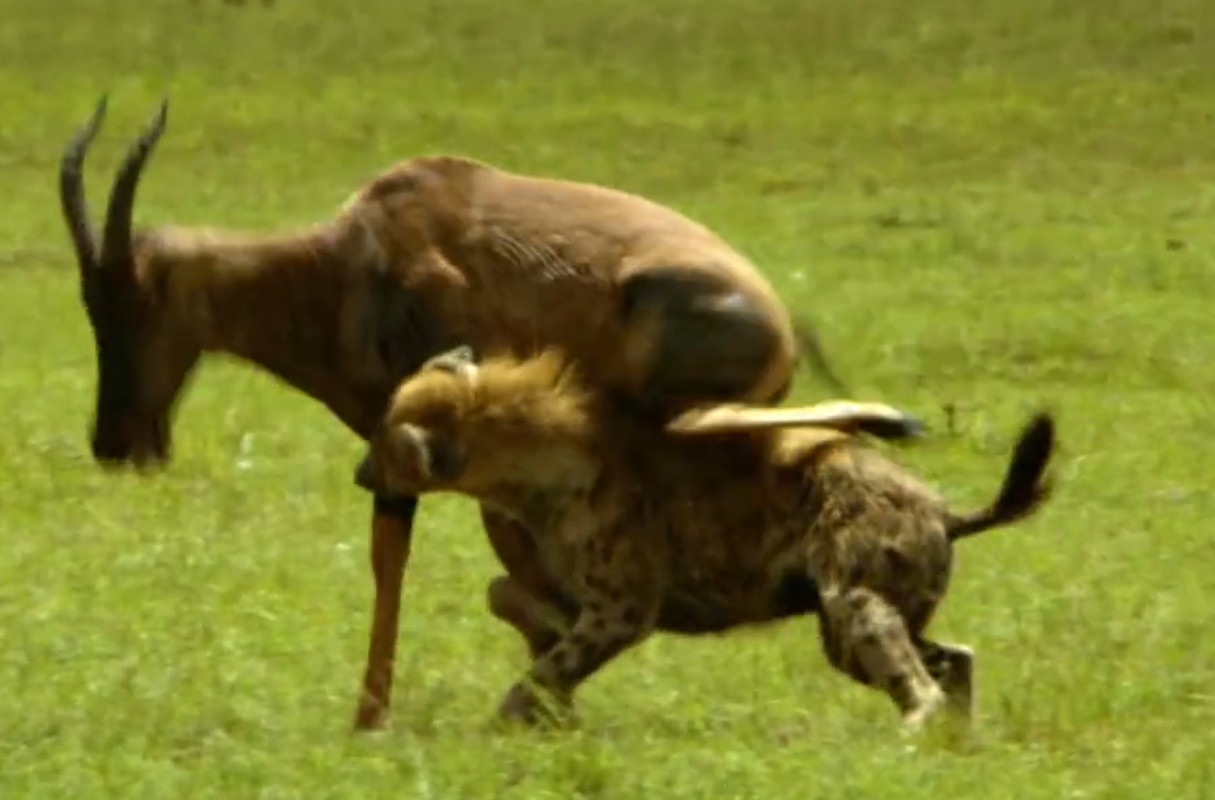 Hyänen sind zwar langsam, aber sehr ausdauernd. Hier ist es einer Hyäne gelungen, sich an einem Gnu festzubeißen, und sie hält eisern die Kiefer zusammen. Wenn die Kräfte des Gnus nachlassen und es strauchelt, kommen die anderen Hyänen des Clans dazu und erledigen den Rest. Hyänen sind zwar langsam, aber sehr ausdauernd. Hier ist es einer Hyäne gelungen, sich an einem Gnu festzubeißen, und sie hält eisern die Kiefer zusammen. Wenn die Kräfte des Gnus nachlassen und es strauchelt, kommen die anderen Hyänen des Clans dazu und erledigen den Rest.