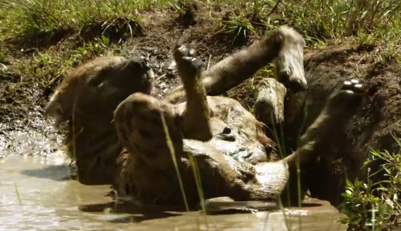 Wenn die Dürremonate zu Ende sind, füllen sich die Wasserlöcher wieder. Ein Hyänenweibchen nimmt ein kühlendes Schlammbad. Wenn die Dürremonate zu Ende sind, füllen sich die Wasserlöcher wieder. Ein Hyänenweibchen nimmt ein kühlendes Schlammbad.