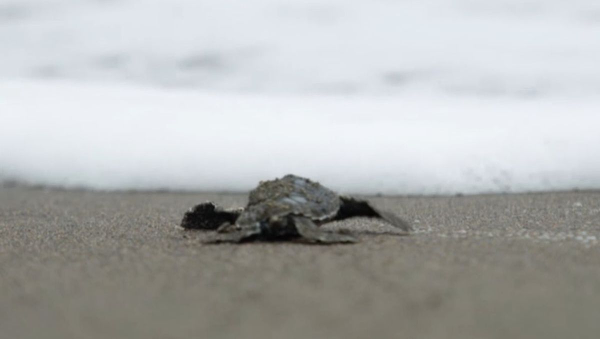 Wenn die Schildkrötenbabies schlüpfen und sich im Sand an die Oberfläche buddeln, müssen sie sich beeilen und ganz allein Richtung Meer flitzen, damit sie keinen Strandräubern in die Hände oder in den Schnabel geraten. Wenn die Schildkrötenbabies schlüpfen und sich im Sand an die Oberfläche buddeln, müssen sie sich beeilen und ganz allein Richtung Meer flitzen, damit sie keinen Strandräubern in die Hände oder in den Schnabel geraten.