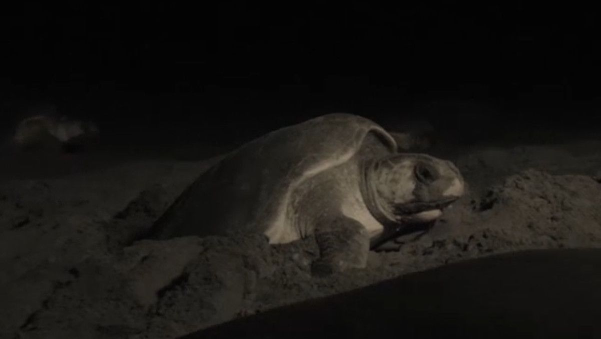 Die Schildkrötenmutter legt des nachts bis zu 100 Eier am Strand ab, deckt sie mit Sand zu und klopft den Sand mit ihrem Körpergewicht fest, damit niemand an die Eier kommt, während die Sonnenwärme sie ausbrütet. Die Schildkrötenmutter legt des nachts bis zu 100 Eier am Strand ab, deckt sie mit Sand zu und klopft den Sand mit ihrem Körpergewicht fest, damit niemand an die Eier kommt, während die Sonnenwärme sie ausbrütet.