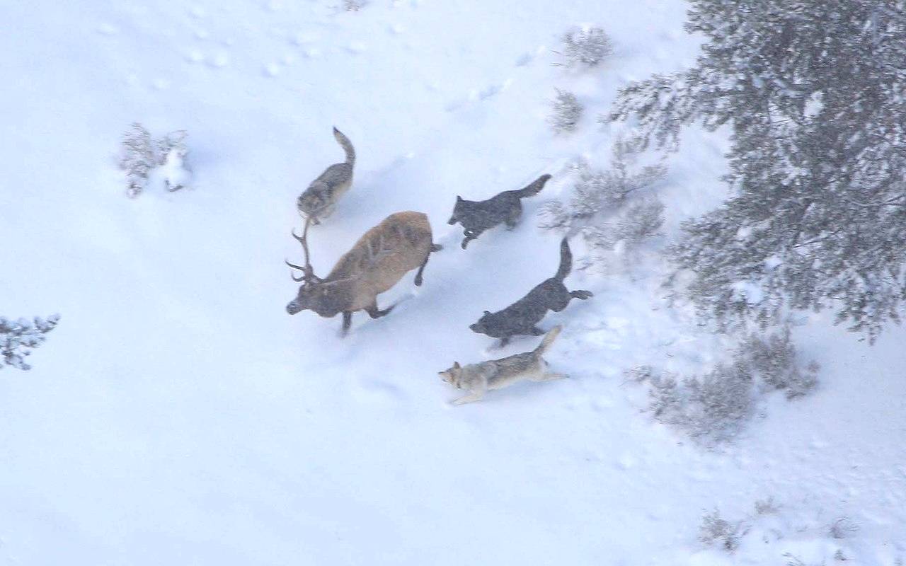 Die jagenden Wölfe gruppieren sich perfekt abgestimmt um den Hirsch - Nur eingeübte Jagdregeln sichern den Erfolg. Public Domain via wikimedia Die jagenden Wölfe gruppieren sich perfekt abgestimmt um den Hirsch - Nur eingeübte Jagdregeln sichern den Erfolg. Public Domain via wikimedia