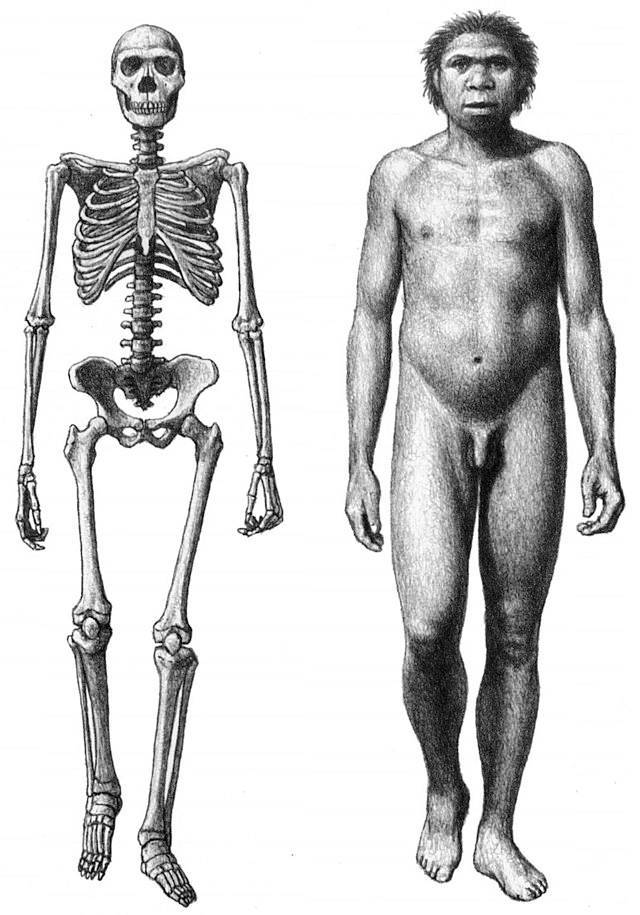 Skelett und Körper-Rekonstruktion des »Turkana Boy«. Skelett und Körper-Rekonstruktion des »Turkana Boy«.