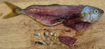 Plastik im Fischmagen plastik im fisch