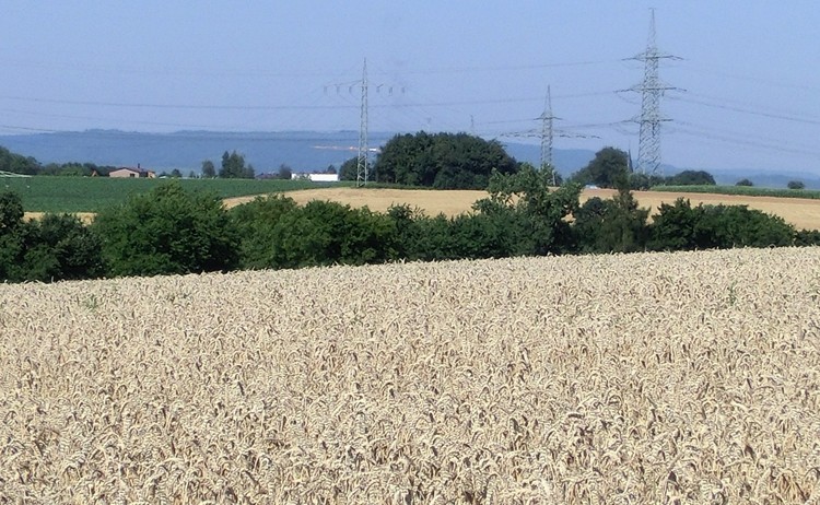 Weizenfeld