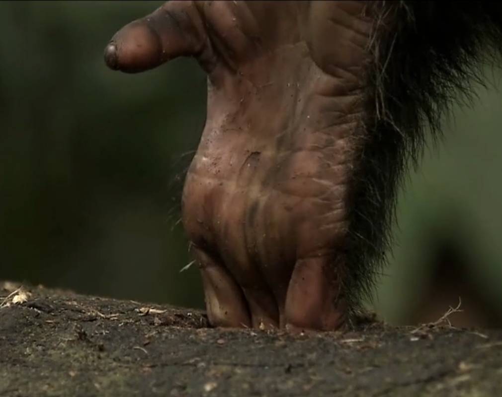 Die Hand des Schimpansen ist zu groß und kommt nicht an den Honig. Die Hand des Schimpansen ist zu groß und kommt nicht an den Honig.