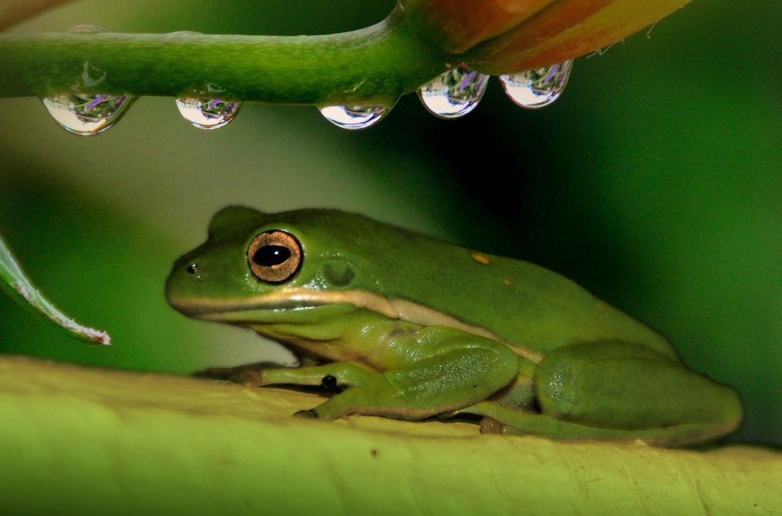 Frosch