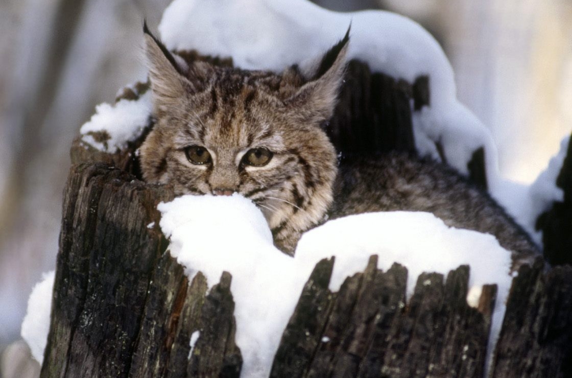 Katze